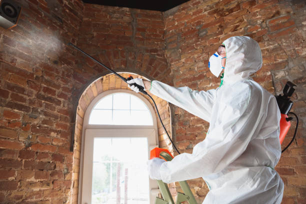 Professional Mold Removal Services in Sullivan, IL